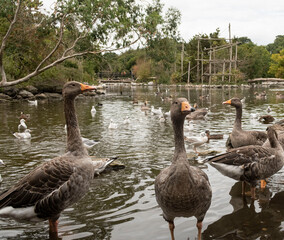 A flock of beautiful domestic geese by the lake