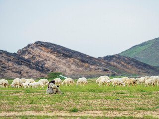 Obraz premium goat farming in saudi desert 