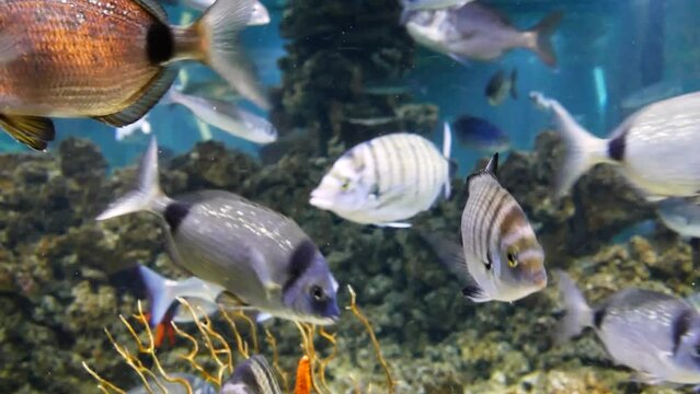 Various species of Adriatic fish, including common two-banded sea bream (Diplodus vulgaris), sargo (Diplodus sargus) and Mediterranean horse mackerel (Trachurus mediterraneus)