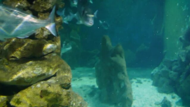 Adriatic open sea fish, mostly a shoal of gilt-head bream (Sparus aurata) and European bass (Dicentrarchus labrax)