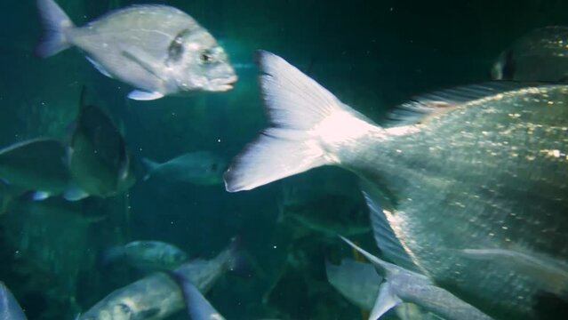 Adriatic open sea fish, mostly a shoal of gilt-head bream (Sparus aurata) and European bass (Dicentrarchus labrax)