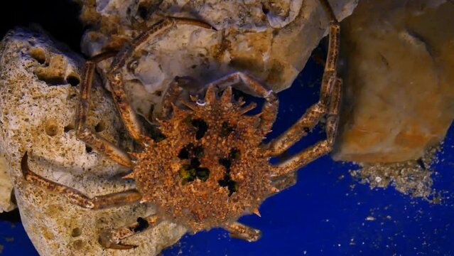European spider crab (Maja squinado) in captivity