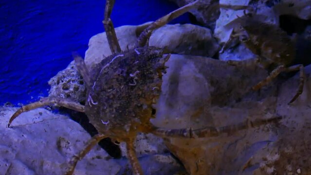 European spider crab (Maja squinado) dueling in captivity