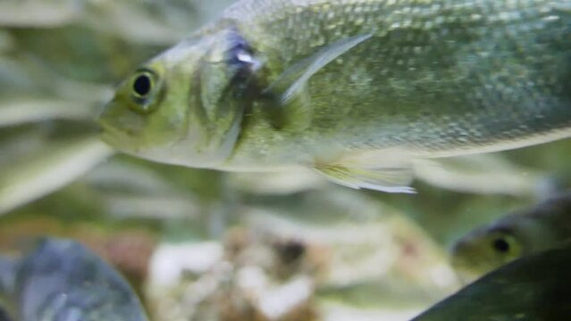 A shoal of young European bass (Dicentrarchus labrax)
