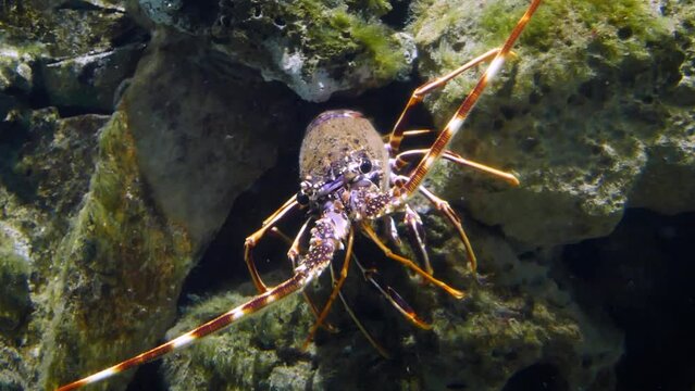 European spiny lobster (Palinurus elephas) on sea rocks
