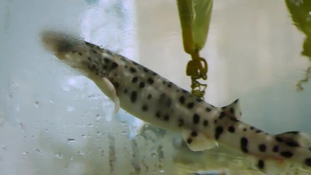 A newly hatched small-spotted catshark (Scyliorhinus canicula) swimming between egg capsules in an aquarium
