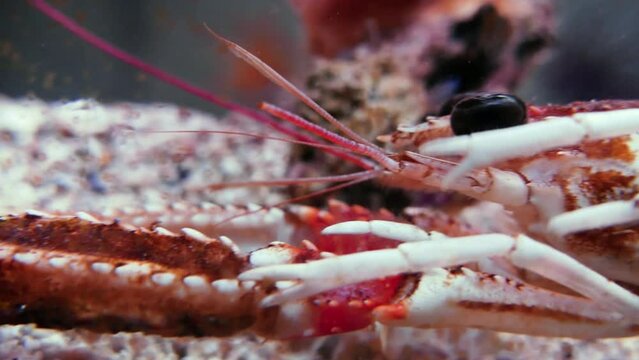 Norway lobster (Nephrops norvegicus) on sand, close-up