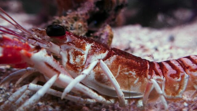 Norway lobster (Nephrops norvegicus) on sand, close-up