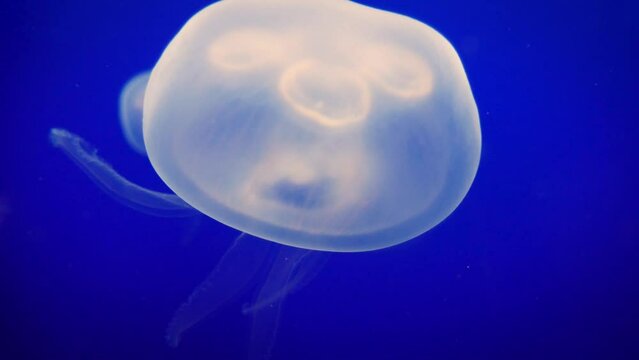 Common jellyfish or moon jellyfish (Aurelia aurita) with blue background