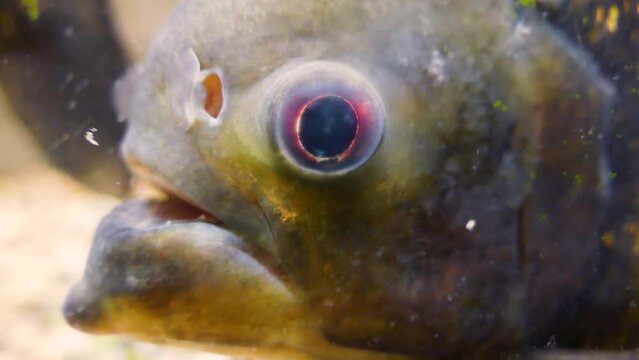 The predatory red-bellied piranha (Pygocentrus nattereri), head close-up