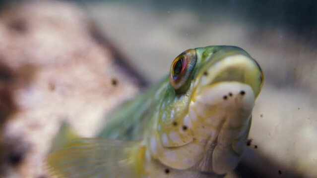 East Atlantic peacock wrasse (Symphodus tinca) in an aquarium, close-up