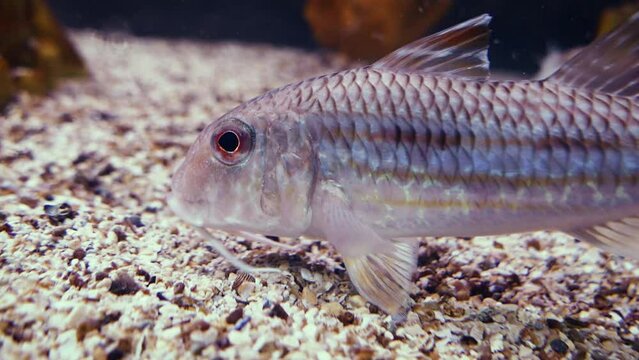 Striped red mullet (Mullus surmuletus) foraging with its long barbs