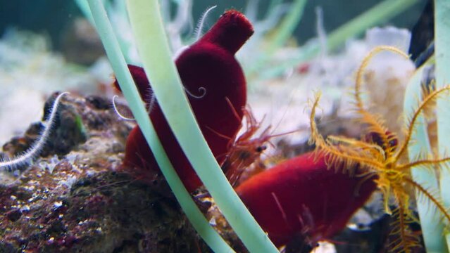 Red sea squirt (Halocyntia papillosa) with feather stars and red shrimps on a rock