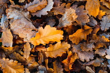 Top view of oak leaves fallen to the ground by the change of season. Concept of colorful autumn foliage.