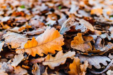 Close-up of oak leaves fallen to the ground due to the change of season. Concept of colorful autumn foliage.