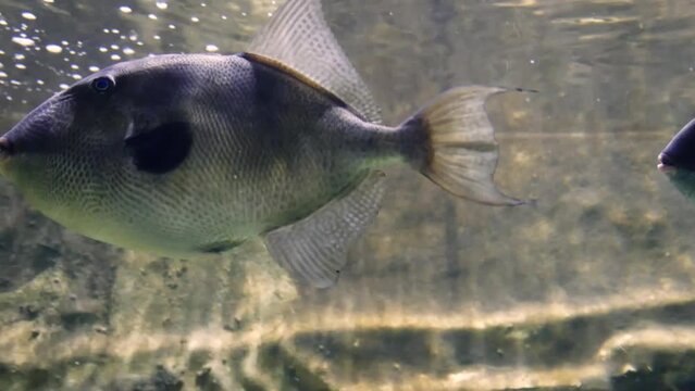 Two large grey triggerfish (Balistes capriscus) swimming