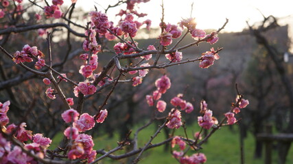 Cherry Blossoms in Osaka