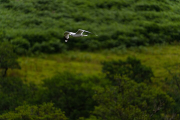 Photo of a seagull flying above a valley surrounded by mountains and fir trees during a foggy day in the highlands, Scotland