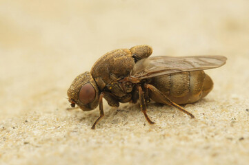 Closeup on a Stor cigargalle-fritflue parasite fly,Lipara lucens, sitting on stone