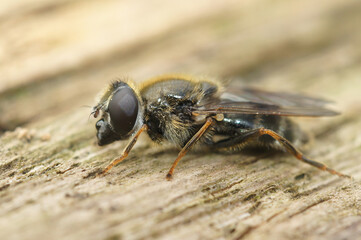 Closeup on the small Houseleek blacklet hoverfly, Cheilosia caerulescens sitting on wood