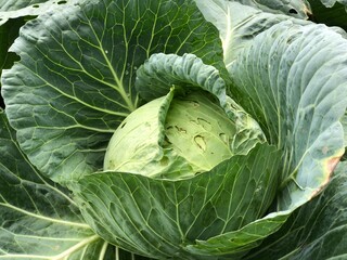 head of cabbage