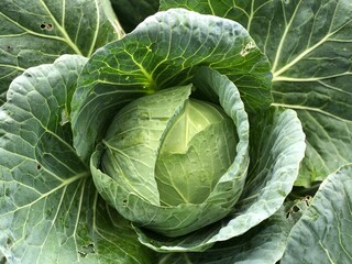 head of cabbage