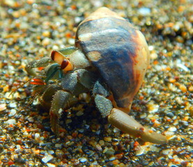 Costa Rica Pacific sea life
