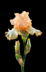 Fototapeta na wymiar colorful iris flower in dew drops isolated on black. 