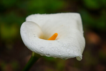 Weiße Blume Calla Nahaufnahme in der Natur