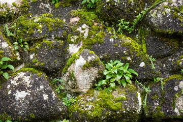 Alte Moos bedeckte Stein Mauer