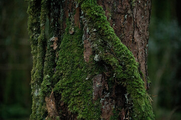 forest mystical background cracked tree bark covered with bright green moss
