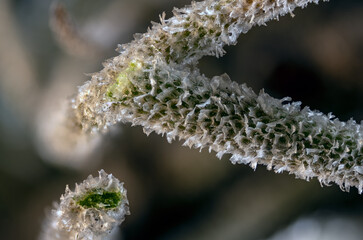 Texas ball moss (Tillandsia recurvata) leaf under high magnification.