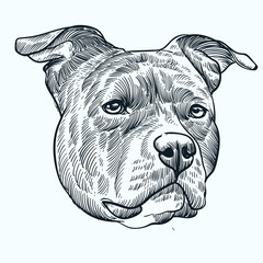 Vintage hand drawn sketch American Staffordshire Terrier