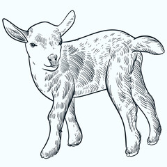Vintage hand drawn sketch baby Nigerian Dwarf goat