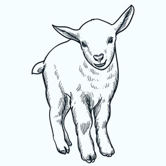 Vintage hand drawn sketch baby Nigerian Dwarf goat