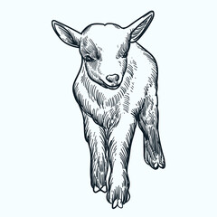 Vintage hand drawn sketch baby Nigerian Dwarf goat