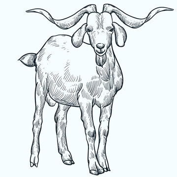 Vintage Hand Drawn Sketch Smile Long Horn Kiko Goat