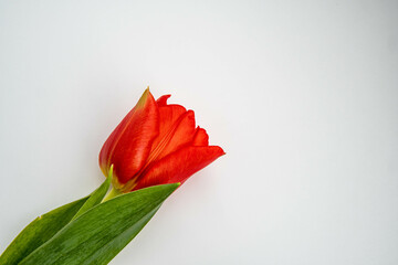 fresh red tulips in spring