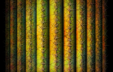 Saguaro Cactus Background