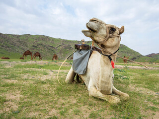 camel in green saudi arabia desert