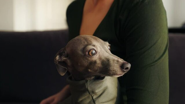 Animal eyes close view: young woman petting her Italian Greyhound dog at home
