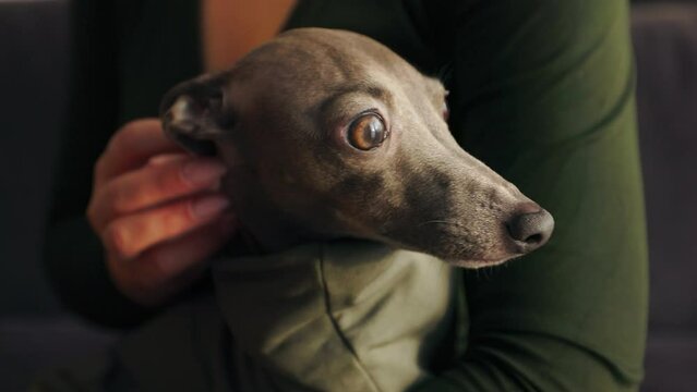 Close view of young woman petting her Italian Greyhound dog at home