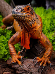 Iguana Arborícola 