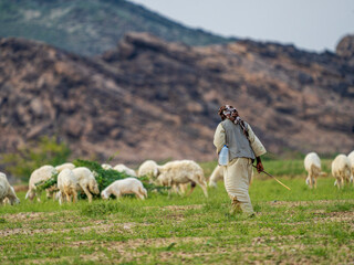 goat farming in saudi desert 