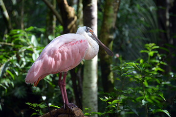 Roseate spoonbill bird - Platalea ajaja