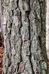 bark of a tree