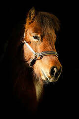 Fototapeta premium beautiful brown small mini shetland pony is standing in the sunshin in the door of the barn
