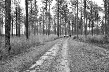Empty dirt path road through the tall forest pine trees in Georgia