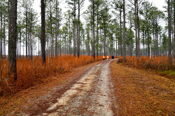 Empty dirt path road through the tall forest pine trees in Georgia