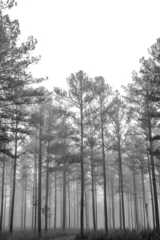 Foto auf Leinwand Tall Georgia pine trees in the misty fog of winter © BradleyWarren
